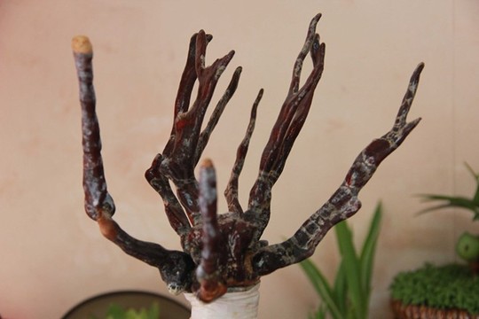Nở[-]rộ[-]trào[-]lưu[-]chơi[-]bon[-]sai[-]nấm[-]linh[-]chi[-]giá[-]bạc[-]triệu[-]
